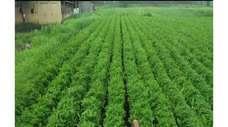 महाराष्ट्र में प्राकृतिक खेती को मिलेगी रफ्तार, 25 लाख हेक्टेयर में लागू होगा मिशन: फडणवीस