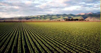 खरीफ 2026 की तैयारी शुरू: छत्तीसगढ़ में 31 केंद्रों से किसानों को मिलेंगे 6.37 लाख क्विंटल प्रमाणित बीज