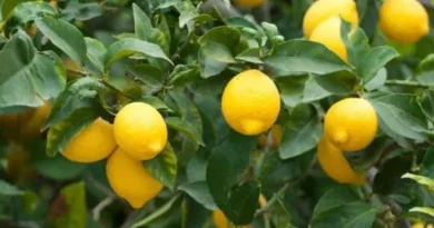 कर्नाटक के जीआई-टैग वाले देसी नींबू की पहली खेप ओमान पहुंची, वैश्विक बाजारों में भारत की पहुंच मजबूत