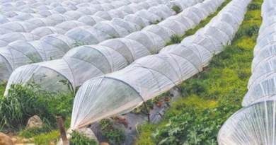 किसान कल्याण में राजस्थान अग्रणी: वित्तीय सहायता से लेकर सिंचाई और आधुनिक खेती तक बड़ा निवेश