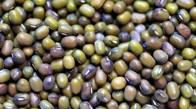 यूपी ‘आत्मनिर्भर दाल योजना’: 17 जिलों में MSP पर होगी उड़द की खरीद, किसानों को ₹7,800 प्रति क्विंटल मिलेगा दाम