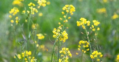 किसानों के लिए चेतावनी: ठंड और कोहरे से बढ़ा सरसों में कीटों का प्रकोप, किसान तुरंत करें बचाव किसानों के लिए चेतावनी: ठंड और कोहरे से बढ़ा सरसों में कीटों का प्रकोप, किसान तुरंत करें बचाव