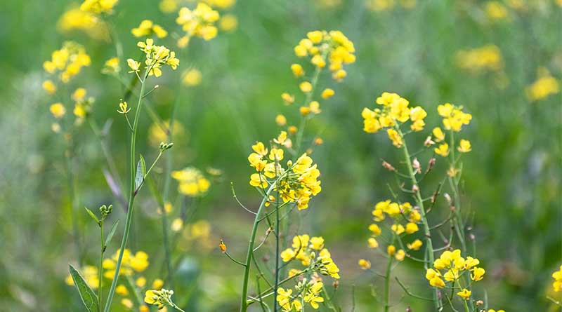 किसानों के लिए चेतावनी: ठंड और कोहरे से बढ़ा सरसों में कीटों का प्रकोप, किसान तुरंत करें बचाव