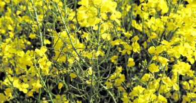 Mustard Mandi Rate: राजस्थान में ₹6,950 प्रति क्विंटल तक पहुंचे दाम, बारां–दौसा में जबरदस्त आवक; देखें 16 दिसंबर का मंडी रेट  