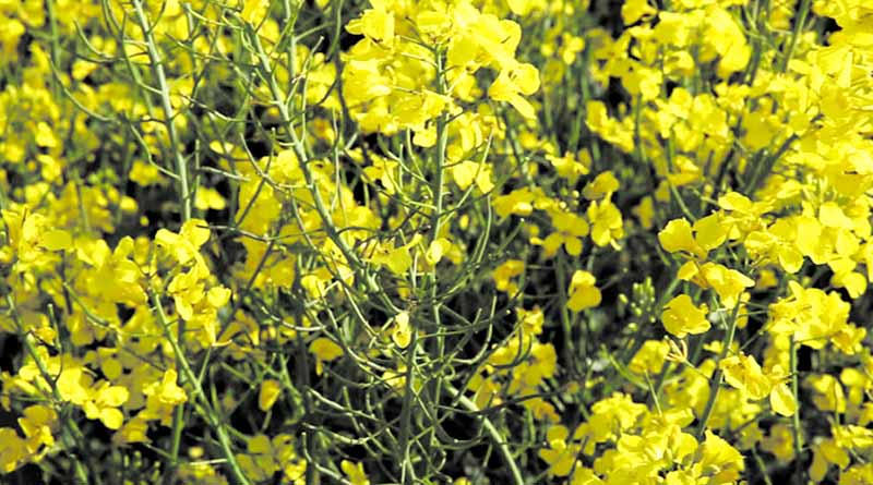 Mustard Mandi Rate: राजस्थान में ₹6,950 प्रति क्विंटल तक पहुंचे दाम, बारां–दौसा में जबरदस्त आवक; देखें 16 दिसंबर का मंडी रेट