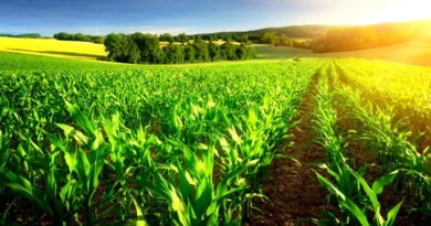 बड़े तालाब में शिकारा सेवा का शुभारंभ, जैविक बाजार बना विशेष आकर्षण