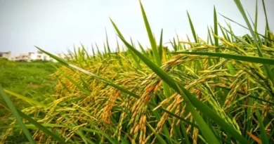 PADDY PRICES 9 DEC: अलीगढ़ मंडी में ₹3,500 पर बिका DP धान, लखनऊ में ₹2369 रहा सामान्य चावल का रेट 