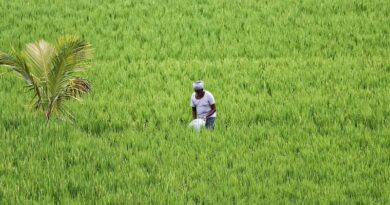 किसानों को राहत: रबी सीजन से पहले राजस्थान में यूरिया की आपूर्ति सुनिश्चित, 3 दिन में 33 हजार टन यूरिया पहुंचेगा  