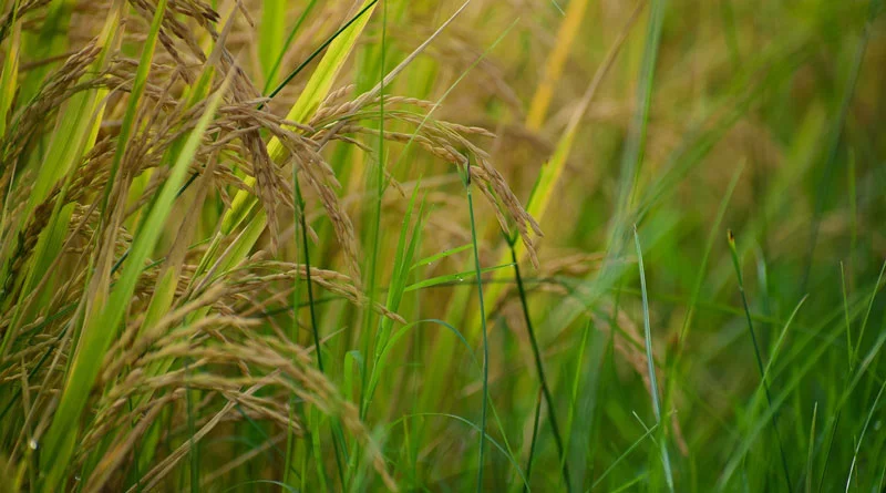 समर्थन मूल्य पर धान का उपार्जन 1 दिसम्बर से शुरू