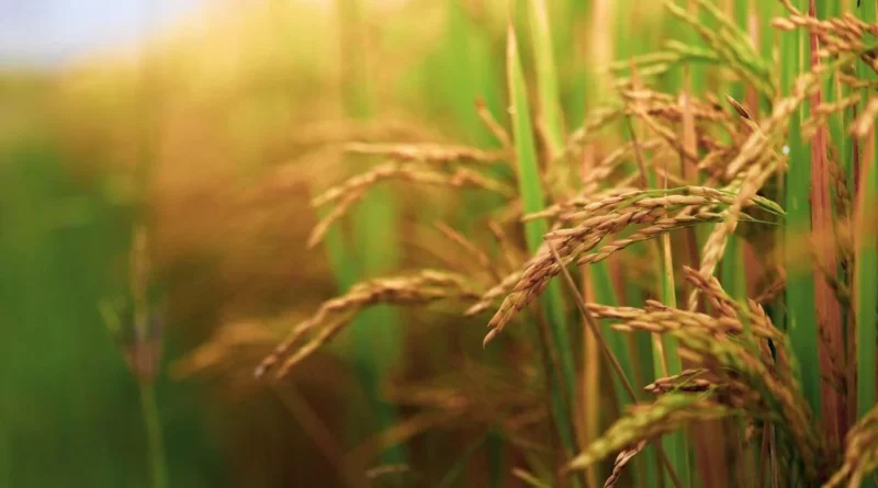 स्लॉट बुकिंग की सीमा बढ़ाने का प्रस्ताव शासन को भेजा