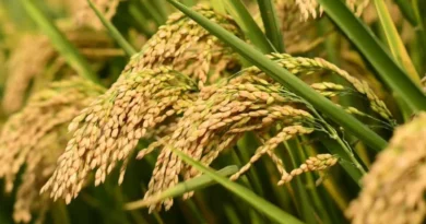 शिवपुरी जिले में धान उपार्जन हेतु 8 खरीदी केन्द्र बनाए