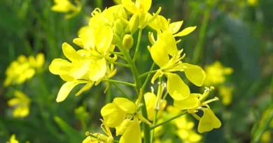 Mustard PRICES 6 DEC: मध्यप्रदेश में सरसों के भाव में बड़ी तेजी, गुना में किसानों को मिला ₹8,851 प्रति क्विंटल रेट