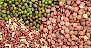 डबरा में किसान एग्रीटेक का बीज विक्रय लाइसेंस निलंबित, स्टॉक और रिकॉर्ड में अनियमितताएं पाई गईं