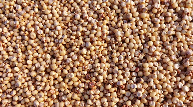 Jowar Price 13 Dec: पुणे में आज ₹5,800/क्विंटल तक बिकी ज्वार, जानें मध्यप्रदेश-महाराष्ट्र के ताजा मंडी रेट