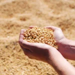 Soybean Mandi Rate: राजस्थान में ₹3,791 से ₹8,760/क्विंटल तक बिका सोयाबीन, जानिए 13 दिसंबर के ताजा रेट  
