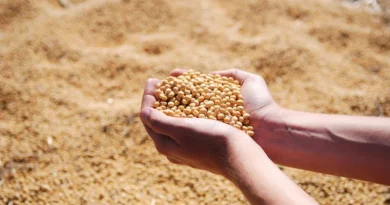Soybean Mandi Rate: राजस्थान में ₹3,791 से ₹8,760/क्विंटल तक बिका सोयाबीन, जानिए 13 दिसंबर के ताजा रेट  