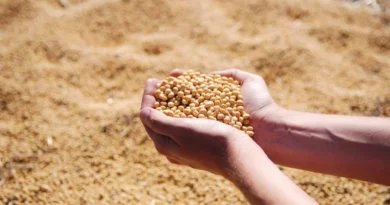 MP Soybean Mandi Rate: उज्जैन में ₹5033 तक पहुंचे सोयाबीन के भाव, जानिए 25 दिसंबर के ताजा दाम