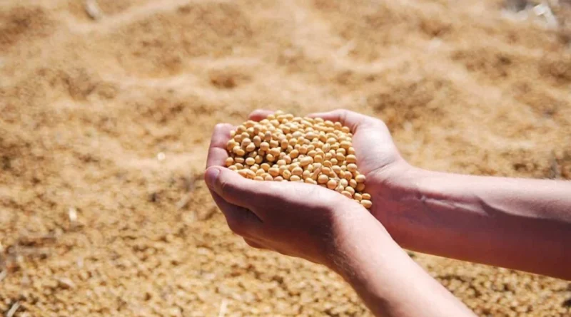 MP Soybean Mandi Rate: उज्जैन में ₹5033 तक पहुंचे सोयाबीन के भाव, जानिए 25 दिसंबर के ताजा दाम
