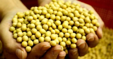 6 दिसंबर को सोयाबीन का मॉडल रेट 4217 रुपए घोषित