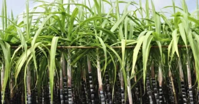 उत्तराखंड सरकार ने दी गन्ना मूल्य में बढ़ोतरी को मंजूरी