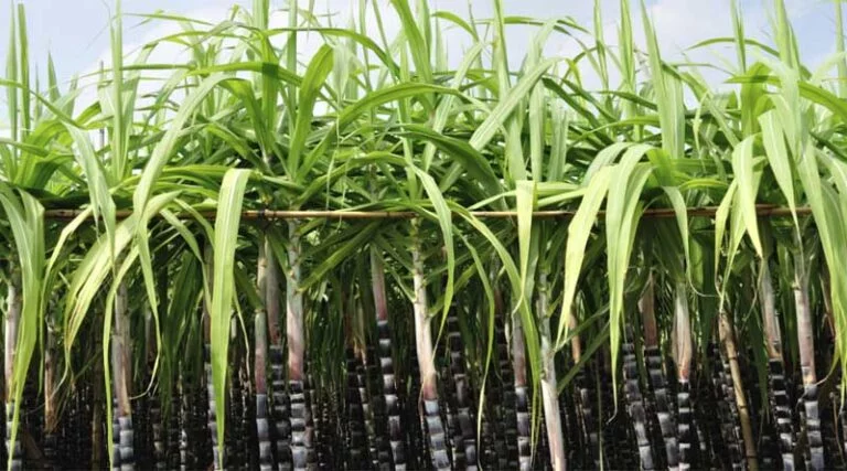 उत्तराखंड सरकार ने दी गन्ना मूल्य में बढ़ोतरी को मंजूरी