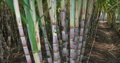 गन्ना किसानों के लिए खुशखबरी! गुड़ उत्पादन इकाई लगाने पर सरकार देगी 1 करोड़ रुपये तक अनुदान; अभी करें आवेदन