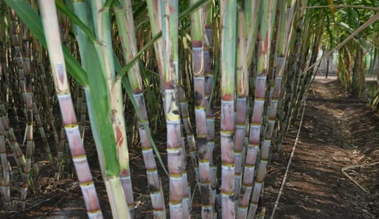 गन्ना किसानों के लिए खुशखबरी! गुड़ उत्पादन इकाई लगाने पर सरकार देगी 1 करोड़ रुपये तक अनुदान; अभी करें आवेदन