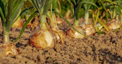 प्याज की खेती में रोग प्रबंधन: डाउनी मिल्ड्यू और पत्ती धब्बा रोग के नियंत्रण हेतु धनुका एग्रीटेक की वैज्ञानिक सलाह