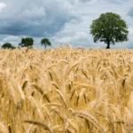 UP Wheat Mandi Rate: 27 दिसंबर को ₹2,430 से ₹2,700 के बीच बिका गेहूं, जानिए जिलेवार ताजा गेहूं मंडी रेट