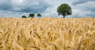 MP Wheat Mandi Rate: आज किसानों को ₹2,200–₹2,933 तक मिले दाम, जानिए 23 दिसंबर के ताजा जिलेवार रेट