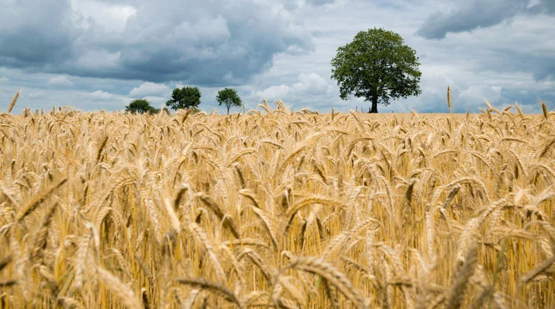 MP Wheat Mandi Rate: आज किसानों को ₹2,200–₹2,933 तक मिले दाम, जानिए 23 दिसंबर के ताजा जिलेवार रेट