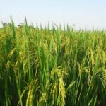 Paddy Mandi Rate: उत्तरप्रदेश में ₹2,100 से ₹2,550 प्रति क्विंटल तक बिका धान, जानिए 15 दिसंबर के ताजा रेट    