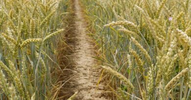 क्या आप जनवरी में करना चाहते है गेहूं की बुवाई ! तो इन टॉप किस्मों को अपनाएं