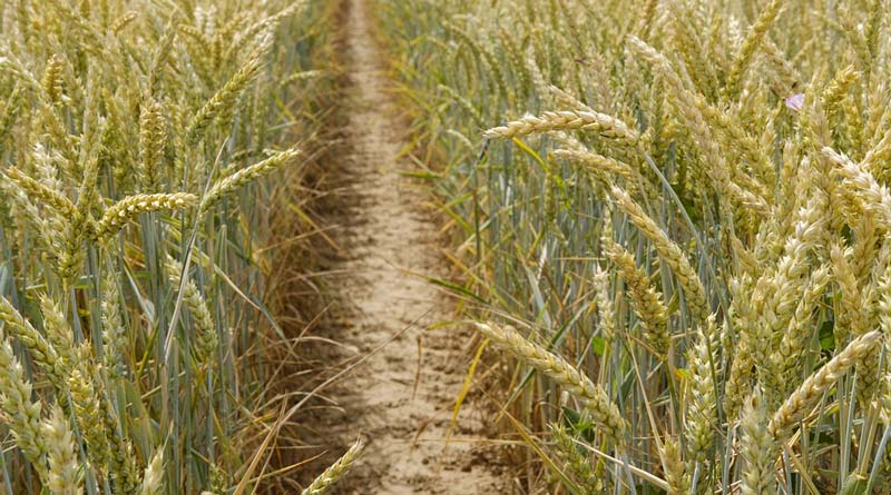 हरदा केवीके की गेहूं उत्पादक किसानों को सलाह