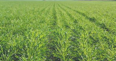 कृषि विभाग की चेतावनी: गेहूं फसल में जड़ माहू कीट का प्रकोप, किसानों को 7-10 दिन के चक्र पर निगरानी रखने की हिदायत