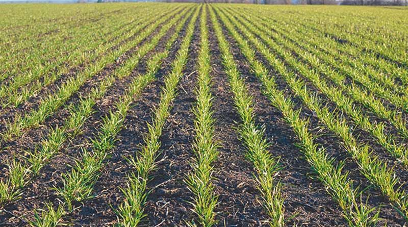 रबी सीजन की बुवाई में रफ्तार, गेहूँ और तिलहन में सबसे ज्यादा बढ़ोतरी