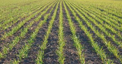 रबी बुवाई में रिकॉर्ड बढ़ोतरी: कुल रकबा 536 लाख हेक्टेयर के पार,  गेहूं और सरसों की भी बुवाई बढ़ी