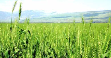 अन्य पोषक तत्वों के साथ-साथ गेहूं की फसल के लिए पोटाश भी जरूरी