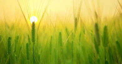 किसानों से संतुलित मात्रा में उर्वरक का उपयोग करने की अपील