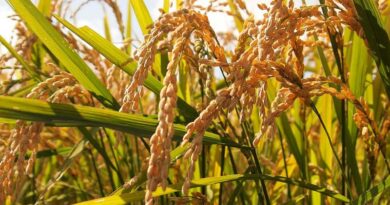 धान खरीदी में लापरवाही बर्दाश्त नहीं, निर्धारित वजन का करें पालन, उल्लंघन पर होगी कार्रवाई