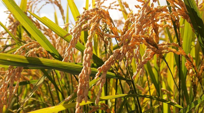 धान खरीदी में लापरवाही बर्दाश्त नहीं, निर्धारित वजन का करें पालन, उल्लंघन पर होगी कार्रवाई