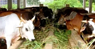 मध्यप्रदेश: राज्यभर में शुरू हुआ पशुपालन एवं पशु कल्याण जागरूकता माह, गांव-गांव पहुंचेगी योजनाओं की जानकारी