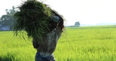 बड़वानी जिले की इन ग्राम पंचायतों में आज जाएंगे कृषि रथ