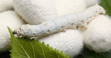 रेशम उत्पादन बढ़ाकर लोगों को रोजगार से जोड़ा जा रहा है: राज्यमंत्री श्री जायसवाल