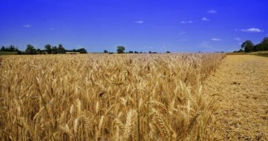 Wheat Mandi Rate: मध्यप्रदेश में ₹1,806 तक बिका मक्का, देखिए 27 जनवरी के ताजा मंडी रेट  
