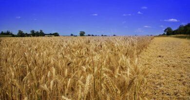 Wheat Mandi Rate: 1 जनवरी को उत्तरप्रदेश में 2,400 से 2,700 प्रति क्विंटल के बीच बिके गेहूं, जानें ताजा रेट
