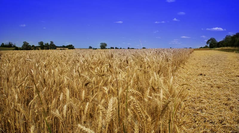 Wheat Mandi Rate: 1 जनवरी को उत्तरप्रदेश में 2,400 से 2,700 प्रति क्विंटल के बीच बिके गेहूं, जानें ताजा रेट