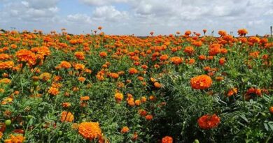 भोपाल में 30 जनवरी को होगा पुष्प महोत्सव का आयोजन  