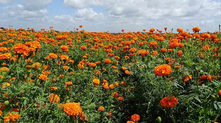 भोपाल में 30 जनवरी को होगा पुष्प महोत्सव का आयोजन