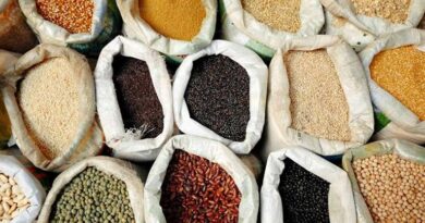 श्रीअन्न प्रोत्साहन योजना: छिंदवाड़ा में कोदो-कुटकी उपार्जन की समयसीमा बढ़ाकर 31 जनवरी 2026  